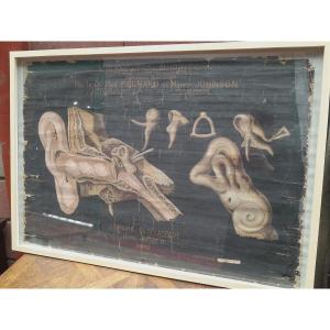 Anatomical Wall Charts, Delagrave, 1870-1880, Paris