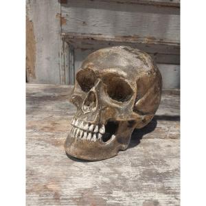 Antique Plaster Skull, 19th Century
