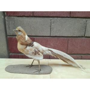 Albino Golden Pheasant (chrysolophus Pictus) Taxidermy
