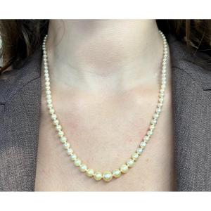 Cultured Pearl Necklace