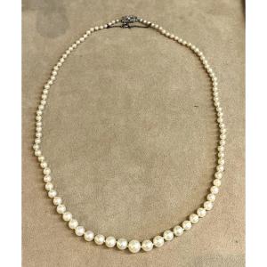 Cultured Pearl Necklace