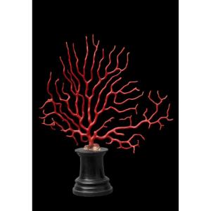 Large Branch Of Red Coral (corallium Rubrum) On An Ebony Base – 19th Century