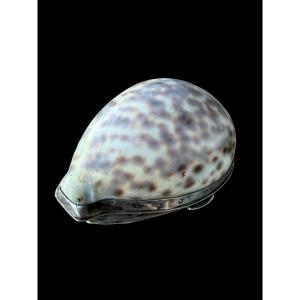 Shell Tobacco Box With Silver Mount - France - 19th Century