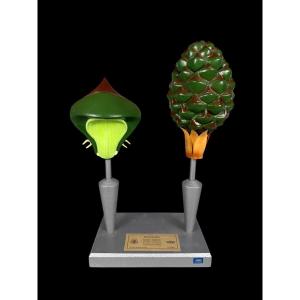 Botanical Model Of A Scots Pine (pinus Sylvestris) Flower Brendel - 20th Century