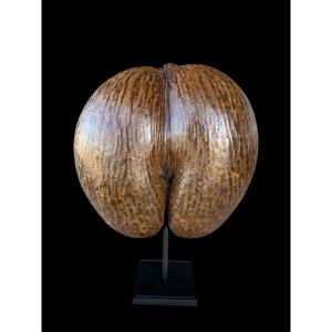 Coco De Mer Or 'coco Fesse' On Base - Seychelles Islands - 20th Century