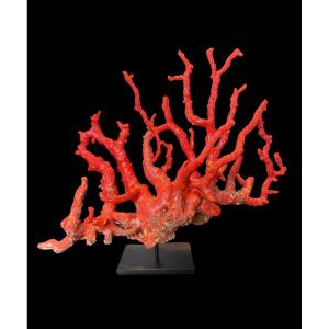 Piece Of Red Coral 'corallium Rubrum' On Base - Italy - 20th Century