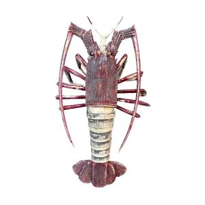 Japan - Jizai Okimono, Articulated Bone Lobster, 57 Pieces - Meiji Period.