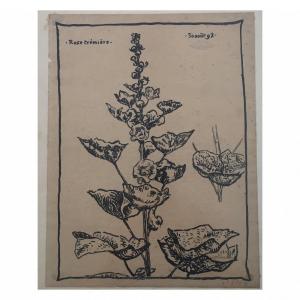 Georges Lemmen (1865-1916) Hollyhock Ink On Paper