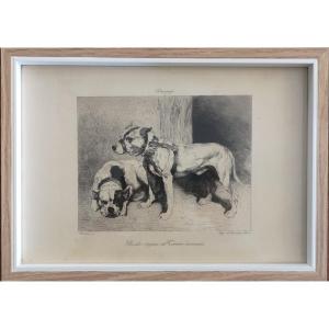 Dogue Ball And Scottish Terrier Engraving Ag Decamps Engraved By Boivin 1870