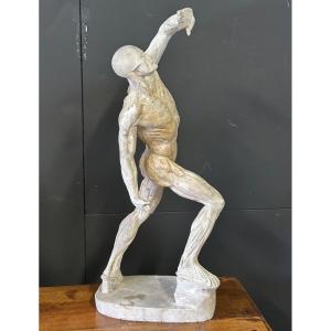 Jacques - Eugène Caudron (1818-1865) After - Flayed Sculpture In Plaster Cabinet Curiosité