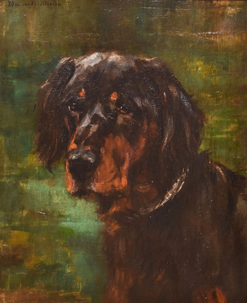 DIPINTI ANTICHI, RITRATTI DI CANI, SETTER GORDON, OLIO SU TELA, EPOCA OTTOCENTO. (QA660)(QA660)-photo-2