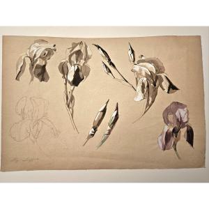 Study Of Iris, Watercolor By Louis Eugène Sieffert