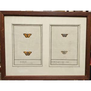 Butterflies, Watercolors For A Lepidopterology Book, 19th Century French Work