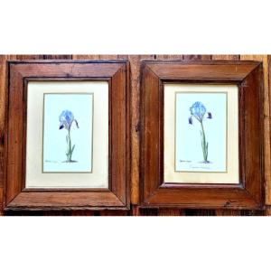 Iris: Pumilla Coerulea, 2 Watercolors, Atelier Corpet