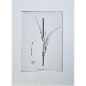 Reed (pennistetum Typhoideum), Pencil Drawing By Jean-françois Turpin (1775-1840)