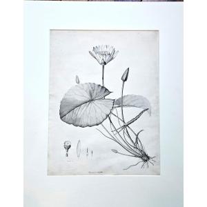 Water Lily (nymphaea Coerulea), Pencil Drawing By Jean François Turpin (1775-1840)