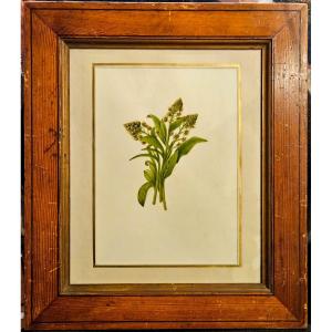 Mignonette (reseda Odorata), Watercolor, English Work, 1870