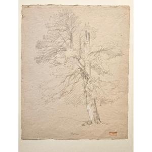 The Beech Tree, Drawing By Louis Cabat, Charcoal Heightened With White Gouache