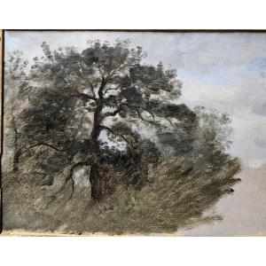 The Oak Tree, Oil On Paper By Louis Cabat