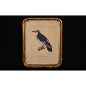 Colorful Engraving, 19th Century Bird
