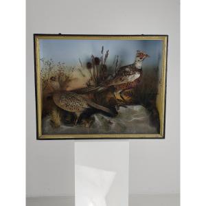 Taxidermy In A Glass Case, 19th Century, By James Hutchings - Two Pheasants On A Decorative Background