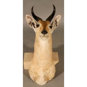 Taxidermy Of Redunca, Large Reed Bed
