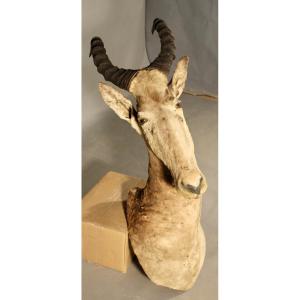 Bubal Taxidermy, Hunting Trophy 