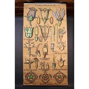 Educational Poster, Botanical Chart Of Campanulaceae