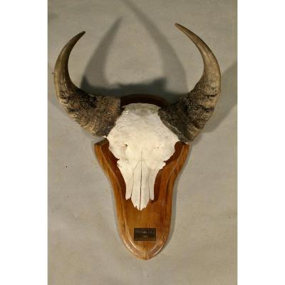 African Buffalo Massacre Burkina Faso