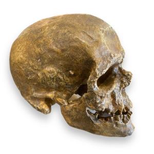 Life Size Skull Vanity Theater Decor