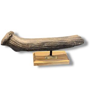 Element Of A Prehistoric Deer Antler Fossil (cervus Megaceros)