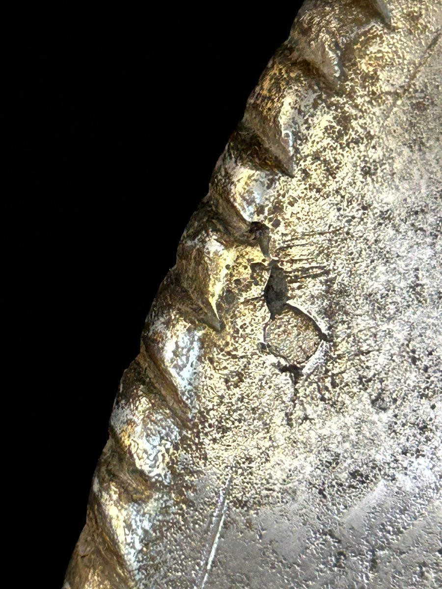 Morione in ferro forgiato-photo-3