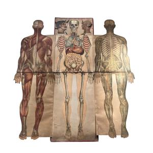 Life-size Flayed Figure - Anatomical Plate Of The Human Body - Circa 1900
