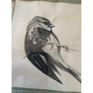 Drawing Ink: The Sparrow