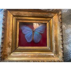 Exotic Butterfly