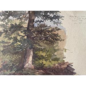 The Oak: Watercolor 