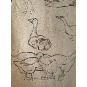 Study Of Geese Drawing 