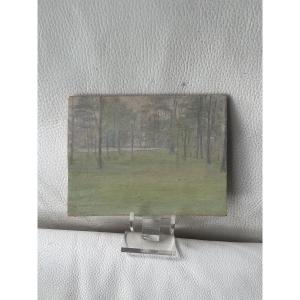 The Woods And Their Tall Poplars 