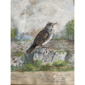 The Little Sparrow "photius" 