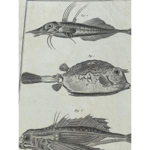 Martinet's Engraving: The Fish 