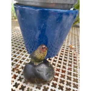 Vienna Bronze Gabonese Parrot