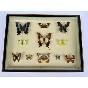 Set Of Nine Boxes Of Butterflies Naturalized In The 20th Century