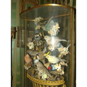 Large Musical Composition Under A Globe, Stuffed Birds, 19th Century.