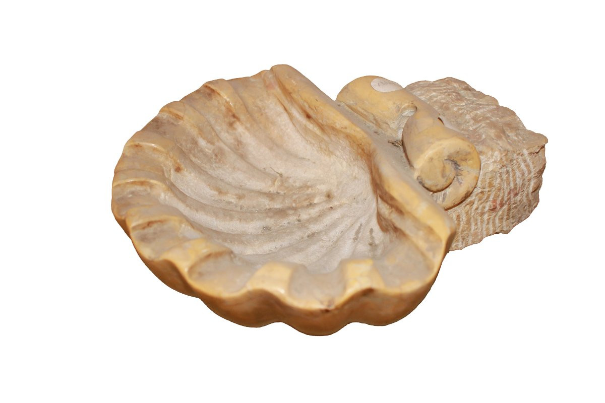 Piccola Acquasantiera del 1800 a conchiglia-photo-2