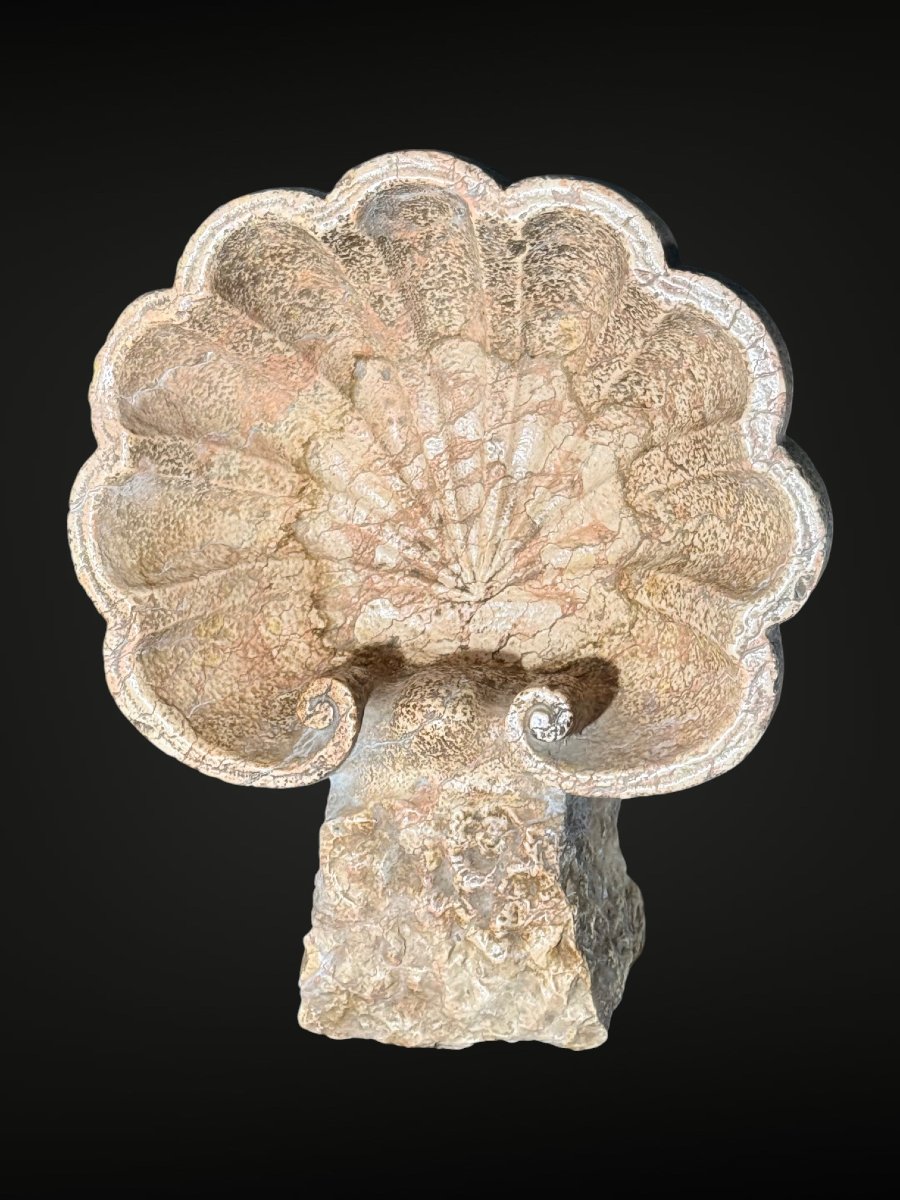 Antico Vaso a Conchiglia/Acquasantiera XVI° secolo-photo-8