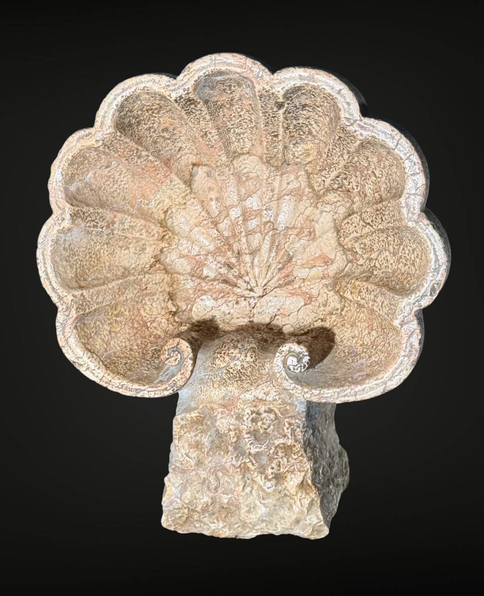 Antico vaso/acquasantiera a conchiglia XVII° 