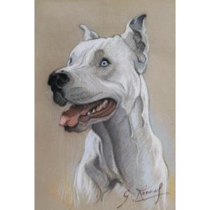 French School Circa 1930, Portrait Of A Dogo Argentino With Blue Eyes