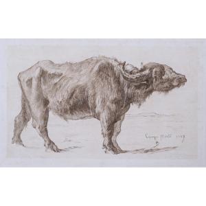 Antoine Bourlard, Buffalo Of The Roman Countryside