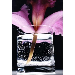 Nathalie Darbellay, Three Photographs