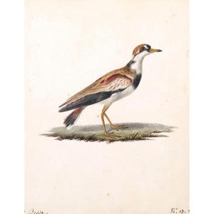 Pancrace Bessa, Black Faced Plover (charadrius Melanops)